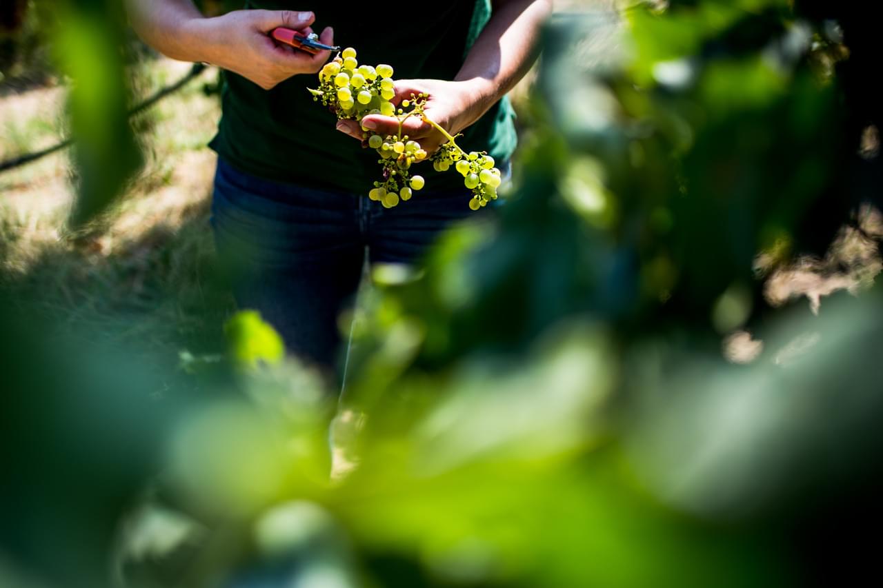 Vinhos Tejo